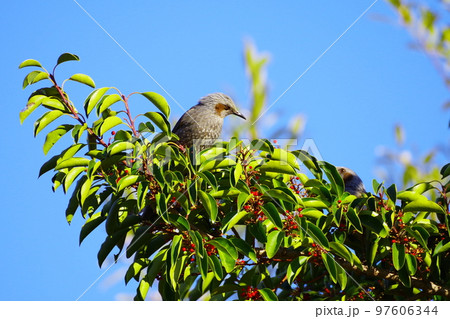 ヒヨドリ ヒヨドリ 97606344