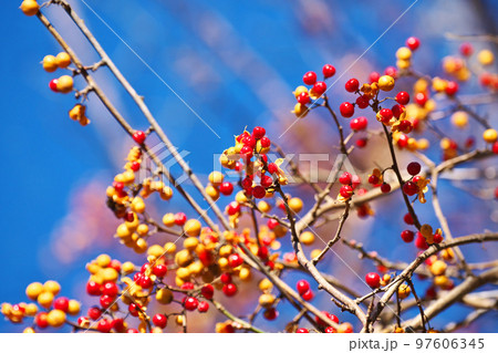 赤いツルウメモドキの実（冬、十二月） 97606345