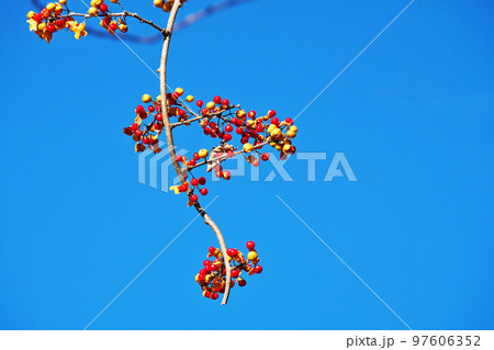赤いツルウメモドキの実(冬、十二月) 赤いツルウメモドキの実(冬、十二月) 97606352