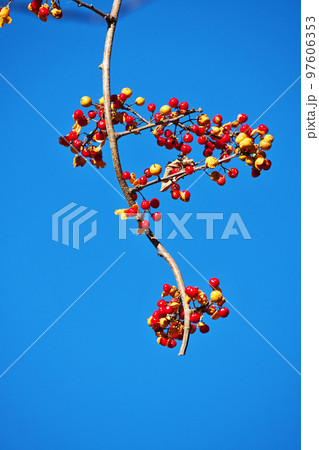 赤いツルウメモドキの実（冬、十二月） 97606353