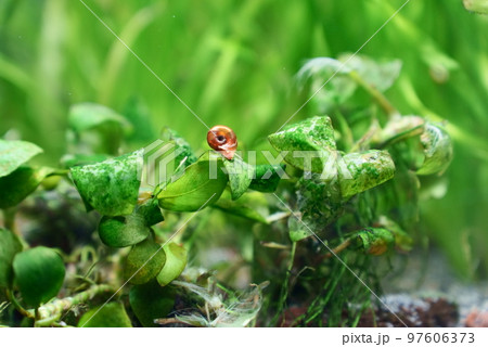 水草についた苔を食べるレッドラムズホーン 水草についた苔を食べるレッドラムズホーン 97606373