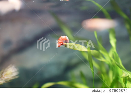 水草の苔を食べるスネール 97606374