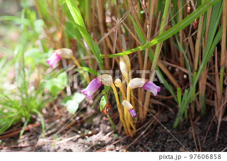 ナンバンギセルの花 97606858