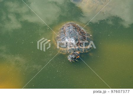 Red Eared Terrapin, trachemys scripta elegans Red Eared Terrapin, trachemys scripta elegans 97607377