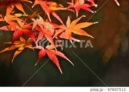 紅葉したモミジの葉（冬、十二月） 97607513