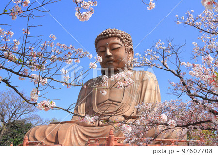 東海市　聚楽園公園　春 97607708