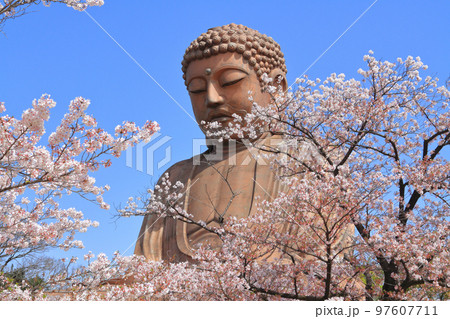 東海市 聚楽園公園 春 東海市 聚楽園公園 春 97607711