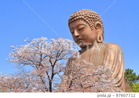 東海市 聚楽園公園 春 東海市 聚楽園公園 春 97607712