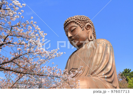 東海市 聚楽園公園 春 東海市 聚楽園公園 春 97607713