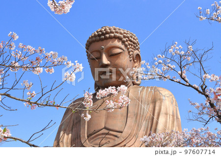 東海市 聚楽園公園 春 東海市 聚楽園公園 春 97607714