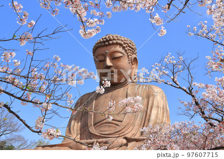 東海市 聚楽園公園 春 東海市 聚楽園公園 春 97607715