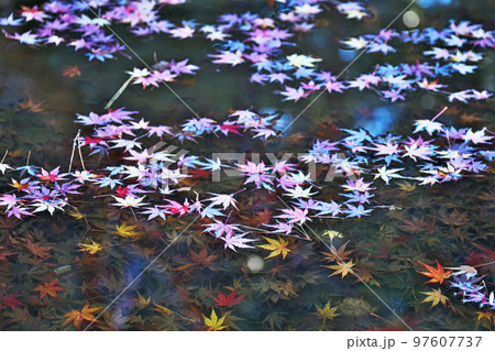 池の水面に浮かぶモミジの葉(冬、十二月) 池の水面に浮かぶモミジの葉(冬、十二月) 97607737