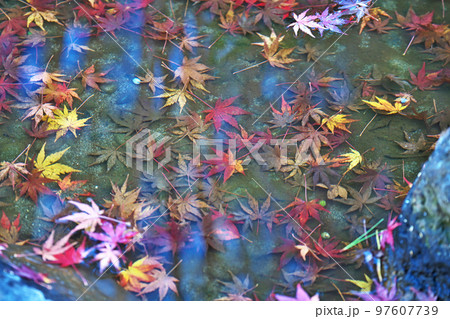 池の水面に浮かぶモミジの葉(冬、十二月) 池の水面に浮かぶモミジの葉(冬、十二月) 97607739