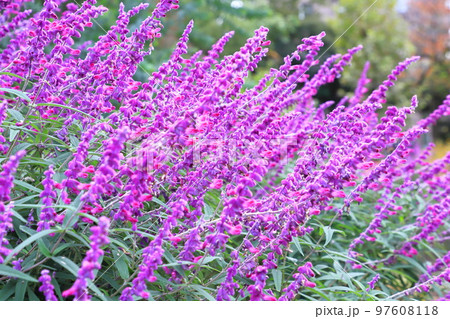 紫色のアメジストセージ（メキシカンブッシュセージ） 97608118