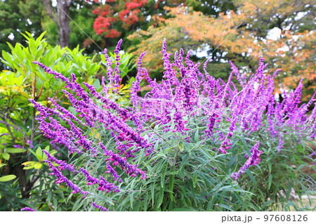 紫色のアメジストセージ（メキシカンブッシュセージ） 97608126