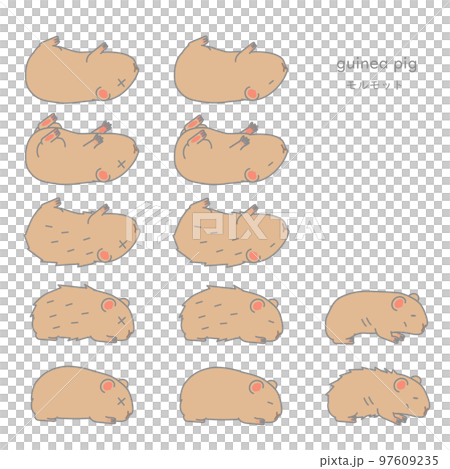 Vector illustration set of sick guinea pig (pet, for experiment) Vector illustration set of sick guinea pig (pet, for experiment) 97609235
