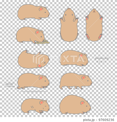 豚鼠矢量插圖集（吃，傾斜，大驚小怪，躺下，走路，跑步，增重，減肥） 97609236