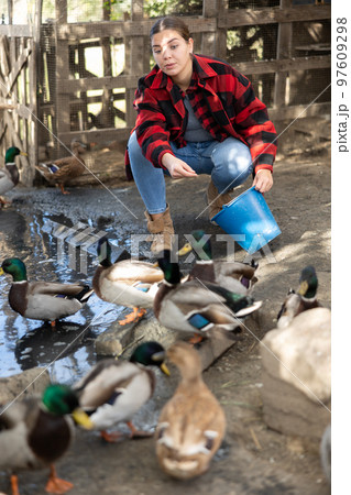 Young woman feeds domestic ducks on shore of man-made pond in the backyard of farm Young woman feeds domestic ducks on shore of man-made pond in the backyard of farm 97609298