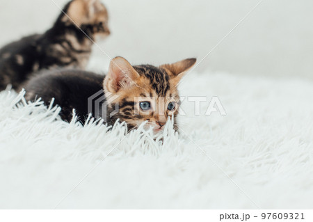 Little marble bengal kitten on the white fury blanket 97609321