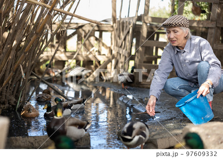 Elderly woman feeds domestic ducks on shore of man-made pond in the backyard of farm Elderly woman feeds domestic ducks on shore of man-made pond in the backyard of farm 97609332