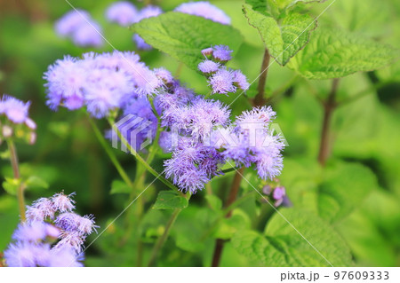 紫色のアゲラタム(かっこうあざみ)の花 紫色のアゲラタム(かっこうあざみ)の花 97609333