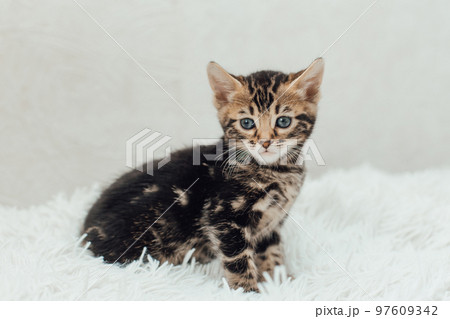 Little marble bengal kitten on the white fury blanket Little marble bengal kitten on the white fury blanket 97609342