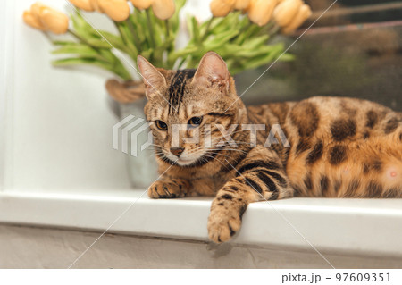 Cute golden bengal kitty cat laying on the windowsill and relaxing. 97609351