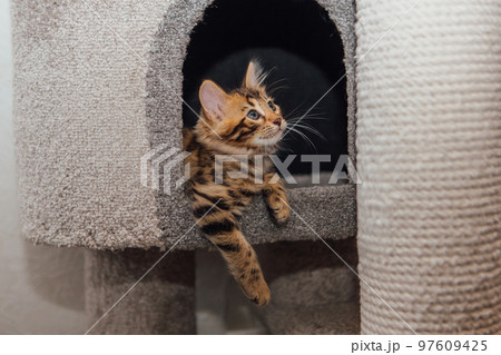 Young cute bengal cat sitting on a soft cat's shelf of a cat's house. 97609425