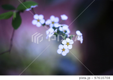 春の美しいユキヤナギの白い花 春の美しいユキヤナギの白い花 97610708