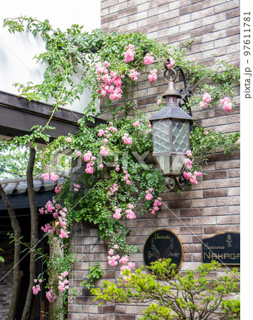 軽井沢の美しいガーデンに咲くバラ 97611781