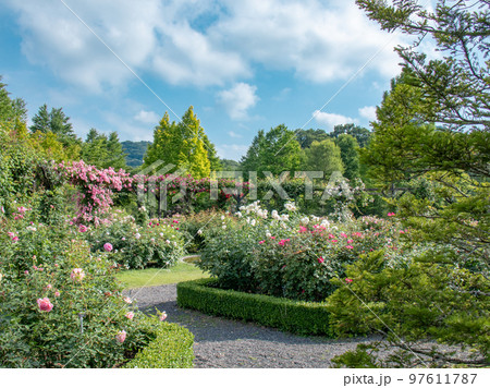 軽井沢の美しいガーデンに咲くバラ 軽井沢の美しいガーデンに咲くバラ 97611787