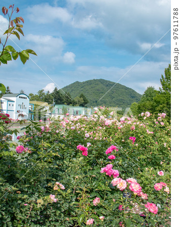 軽井沢の美しいガーデンに咲くバラ 97611788