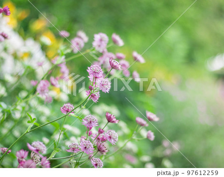 軽井沢の美しいガーデンに咲くアストランティア 97612259