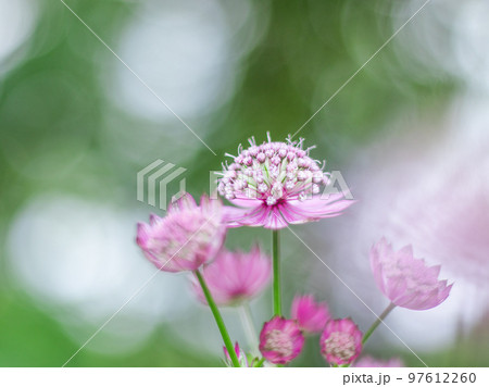 軽井沢の美しいガーデンに咲くアストランティア 97612260