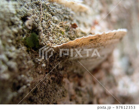 貝塚1 貝塚1 97612353