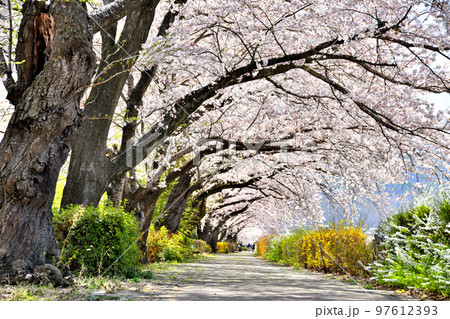 依田川桜堤防(長野県上田市)【2022.4】 97612393