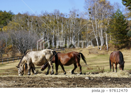 木曽馬 木曽馬 97612470