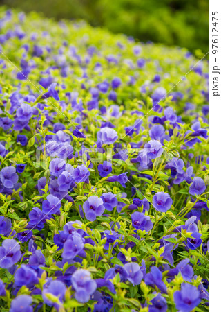 ハナウリクサ 97612475