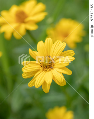 軽井沢の美しいガーデンに咲くマーガレット 97612485