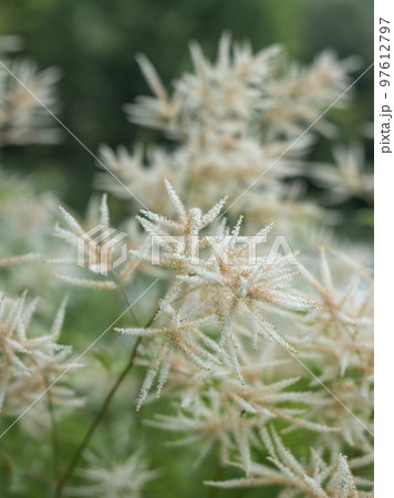 軽井沢の美しいガーデンに咲く山吹升麻 97612797