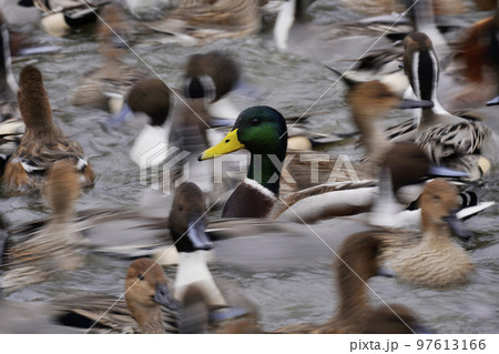 カモの群れ 97613166