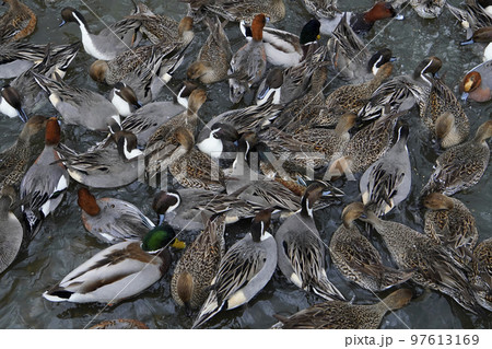 カモの群れ 97613169