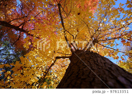 広角レンズで見上げるタイワンフウの大木の紅葉 97613351