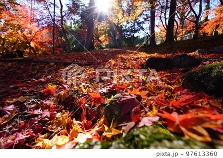 京都和束・正法寺の真っ赤に降り積もった参道の紅葉 97613360