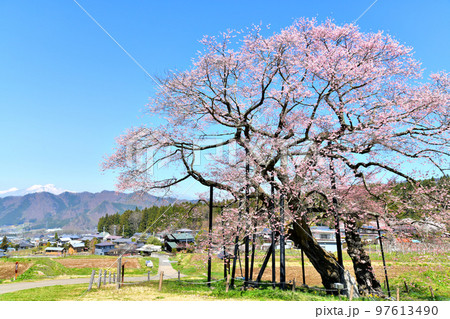 黒部のエドヒガン桜(長野県高山村)【2022.4】 97613490