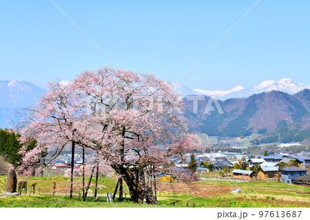 黒部のエドヒガン桜周辺を望む(長野県高山村)【2022.4】 黒部のエドヒガン桜周辺を望む(長野県高山村)【2022.4】 97613687