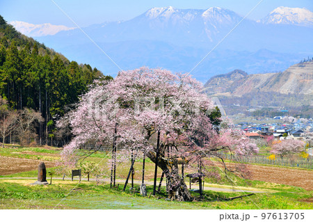 黒部のエドヒガン桜周辺を望む(長野県高山村)【2022.4】 97613705