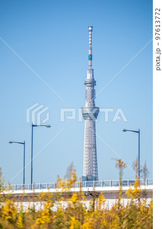 「東京都」荒川河川敷から望むスカイツリー・秋 「東京都」荒川河川敷から望むスカイツリー・秋 97613772