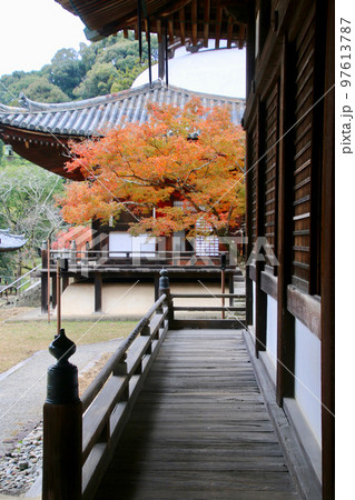 大伝法堂の紅葉・根来寺（和歌山県・岩出市） 97613787