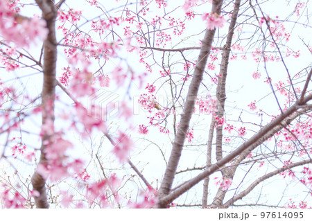 桜の花びらとメジロ 97614095